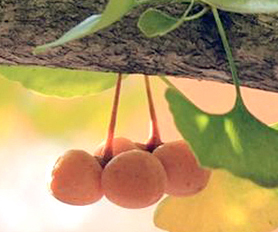Gingko Früchte