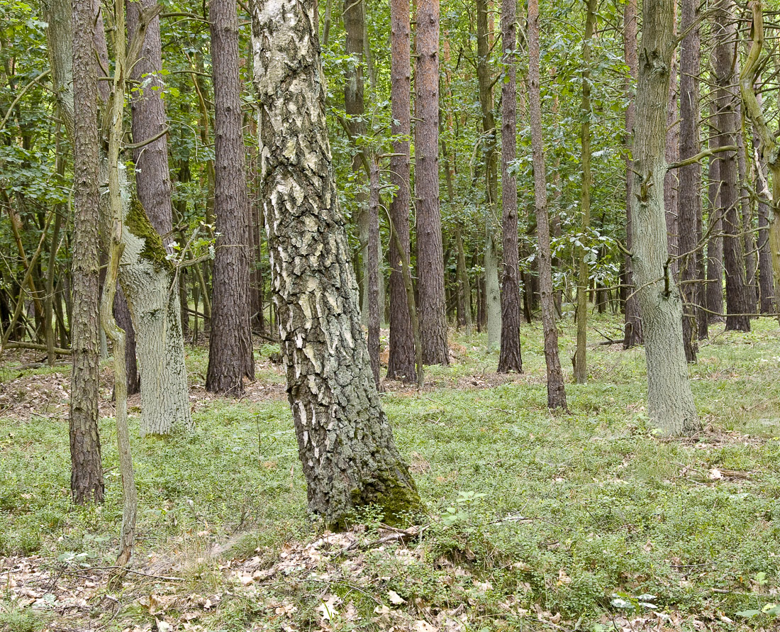 Trees painted white ViaVerde.berlin/en