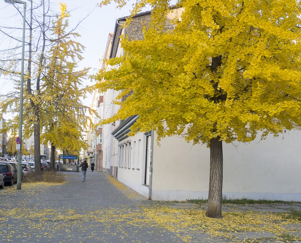 Ginkgo Baum im Herbst, Charlottenburg
